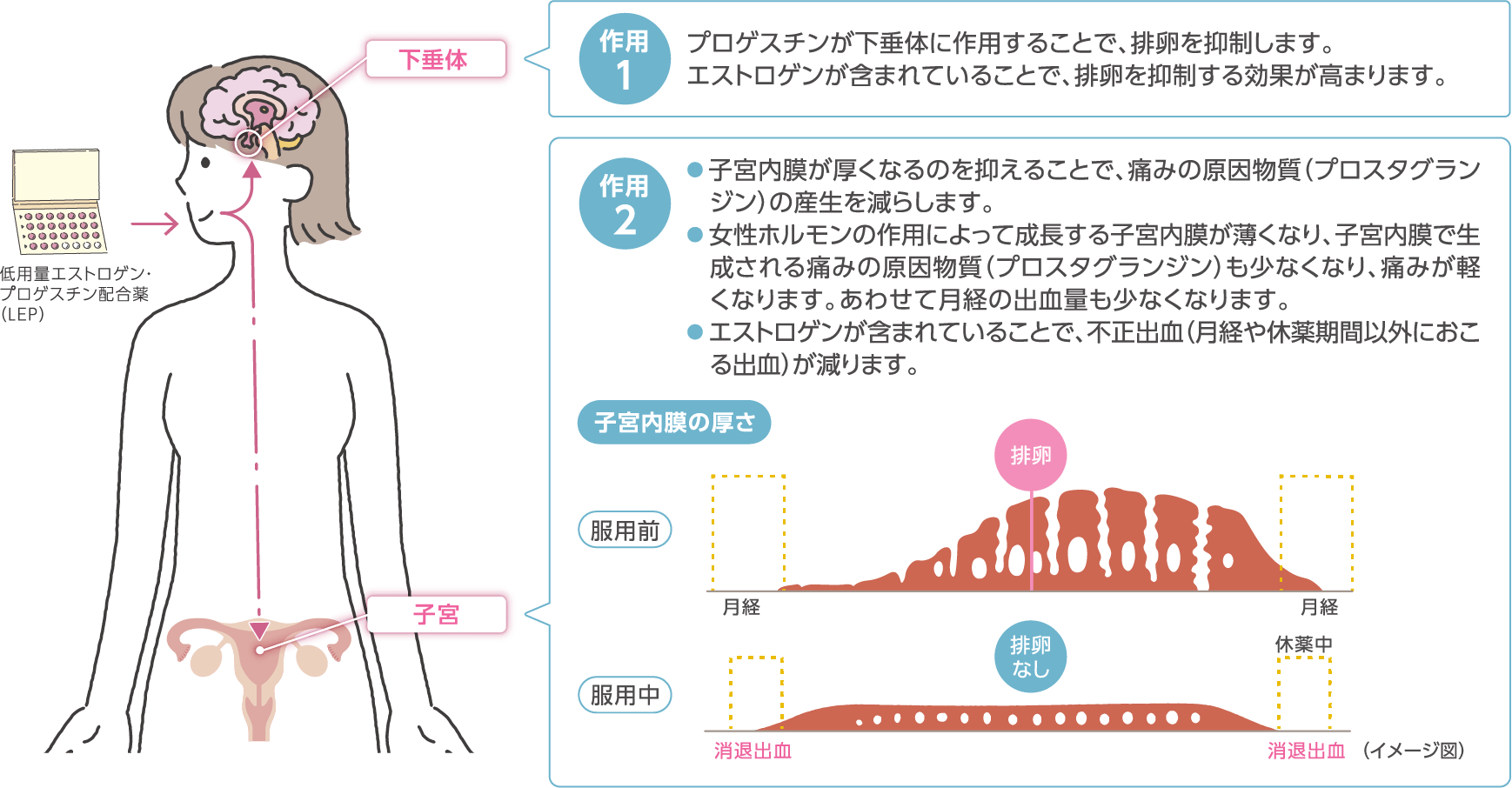 月経痛が軽減する2つの作用の説明図